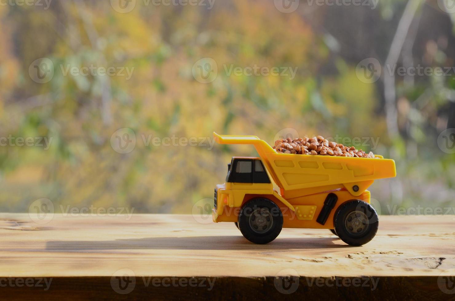 A small yellow toy truck is loaded with brown grains of buckwheat. A car on a wooden surface against a background of autumn forest. Extraction and transportation of buckwheat photo
