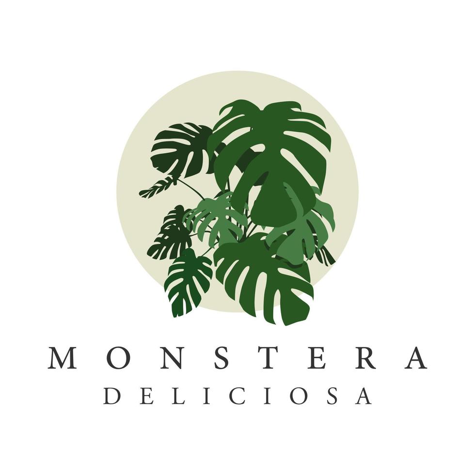 monstera deliciosa plant illustration vector