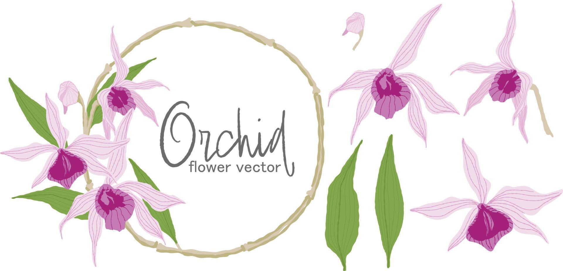 conjunto de vectores de flores de orquídeas de ilustración