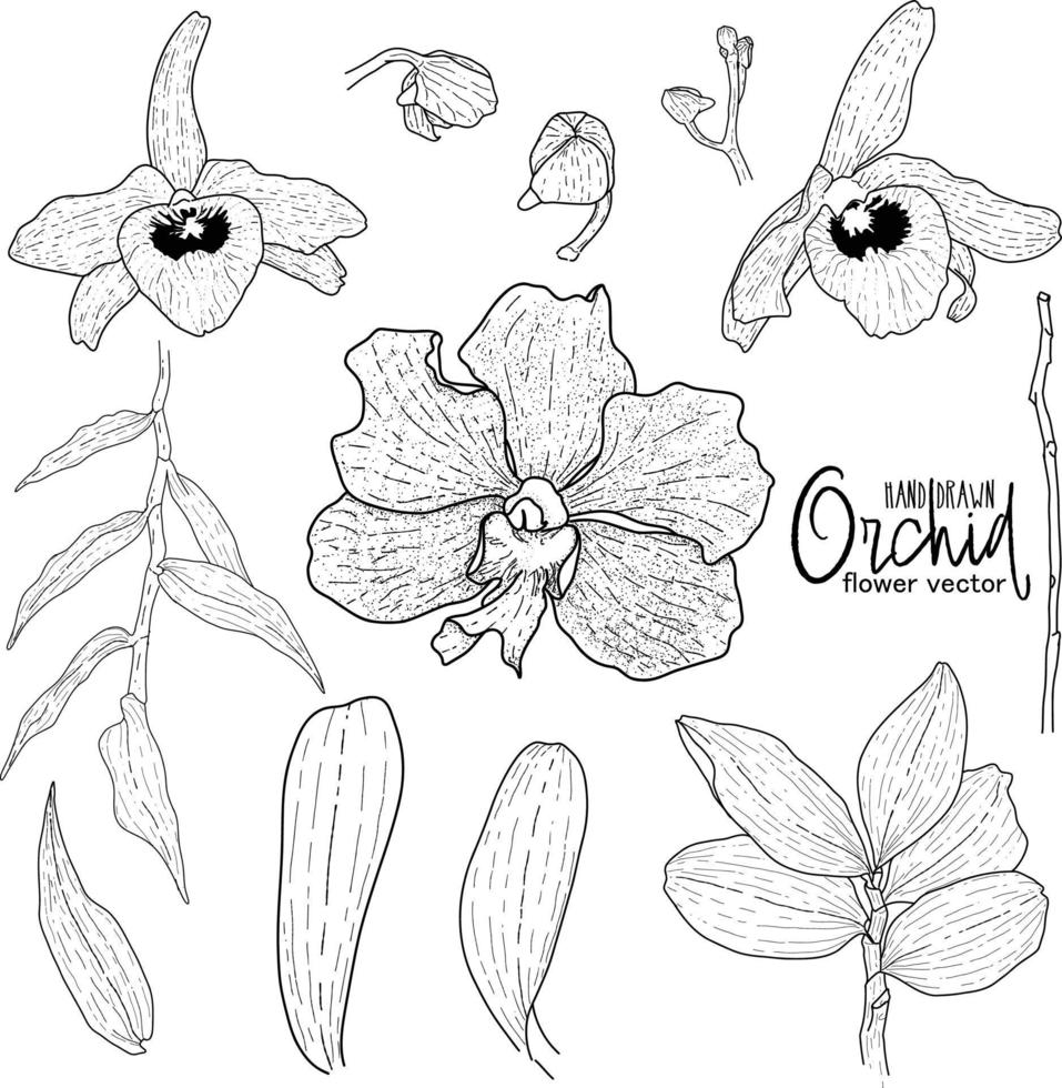 Hand drawn illstration orchid flower vector set