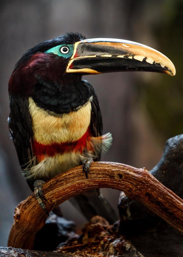 Chestnut eared aracari photo