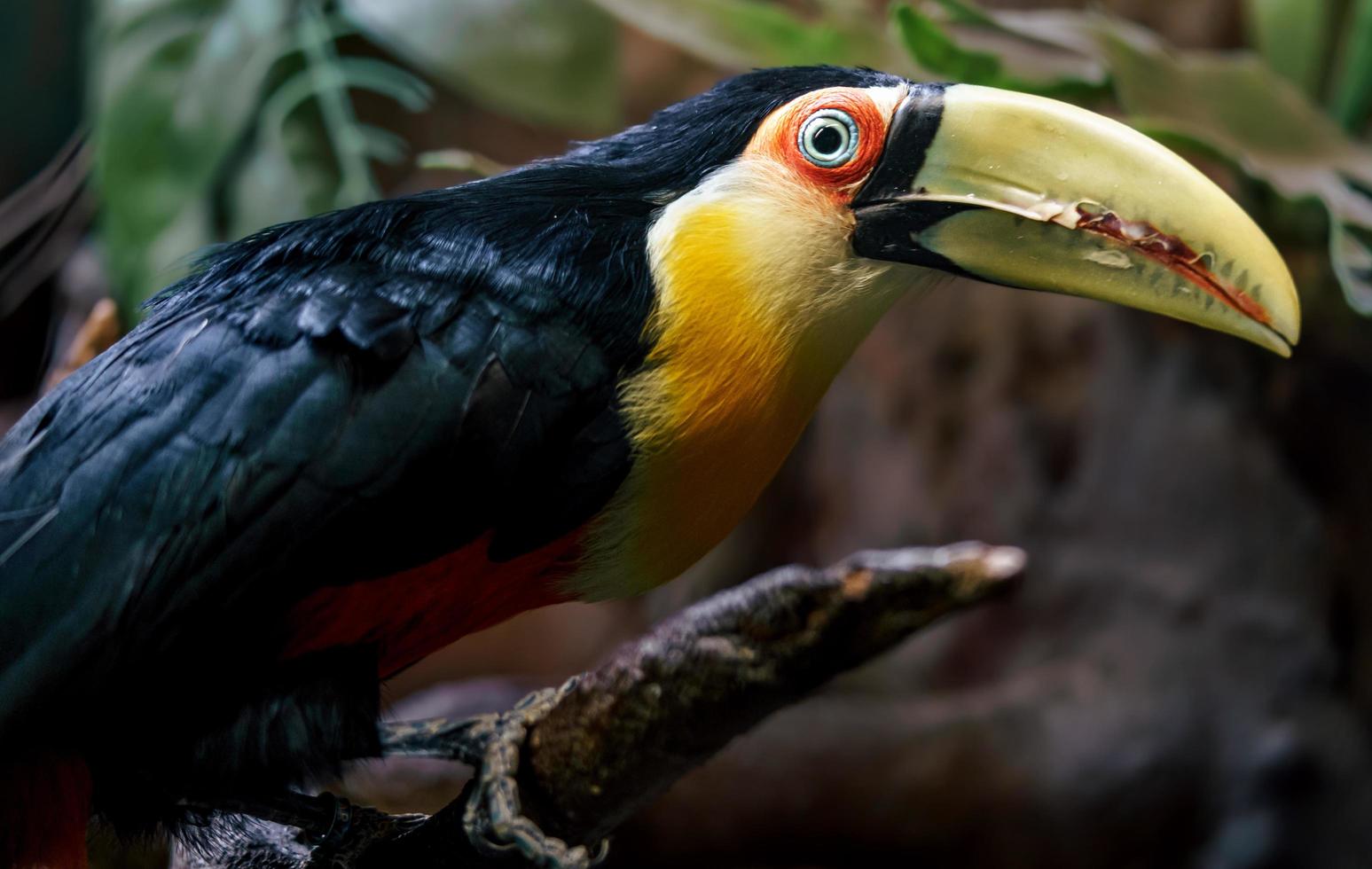 Green billed toucan photo