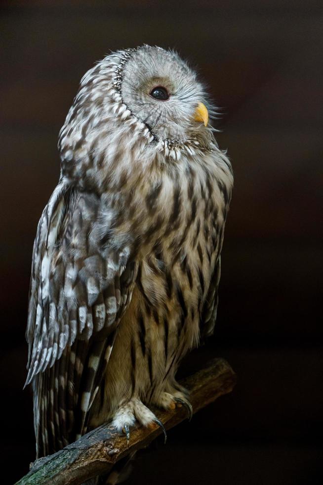 Portrait of Ural owl photo