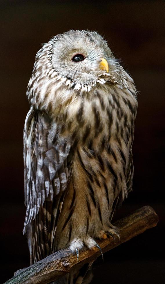 Portrait of Ural owl photo