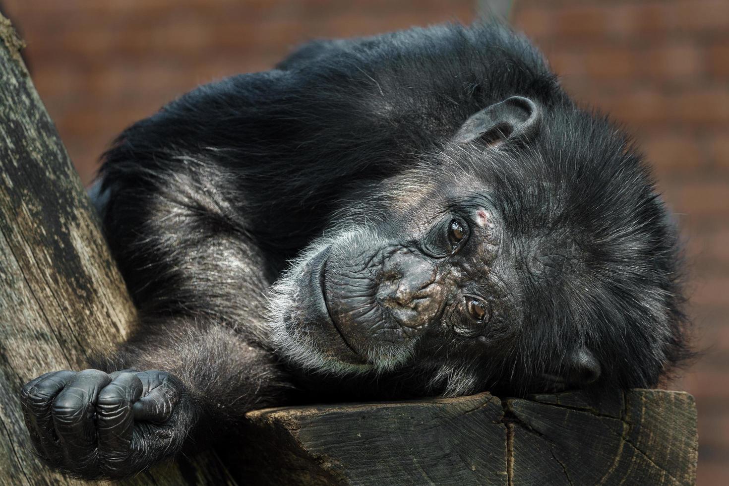 Chimpanzee resting on desk photo