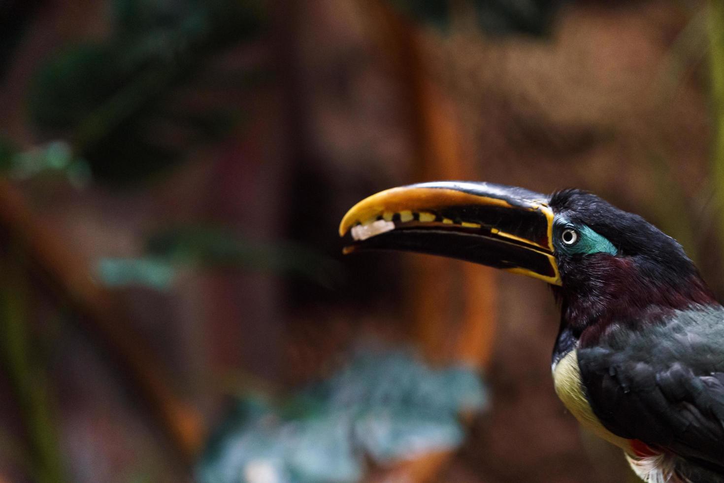 Chestnut eared aracari photo