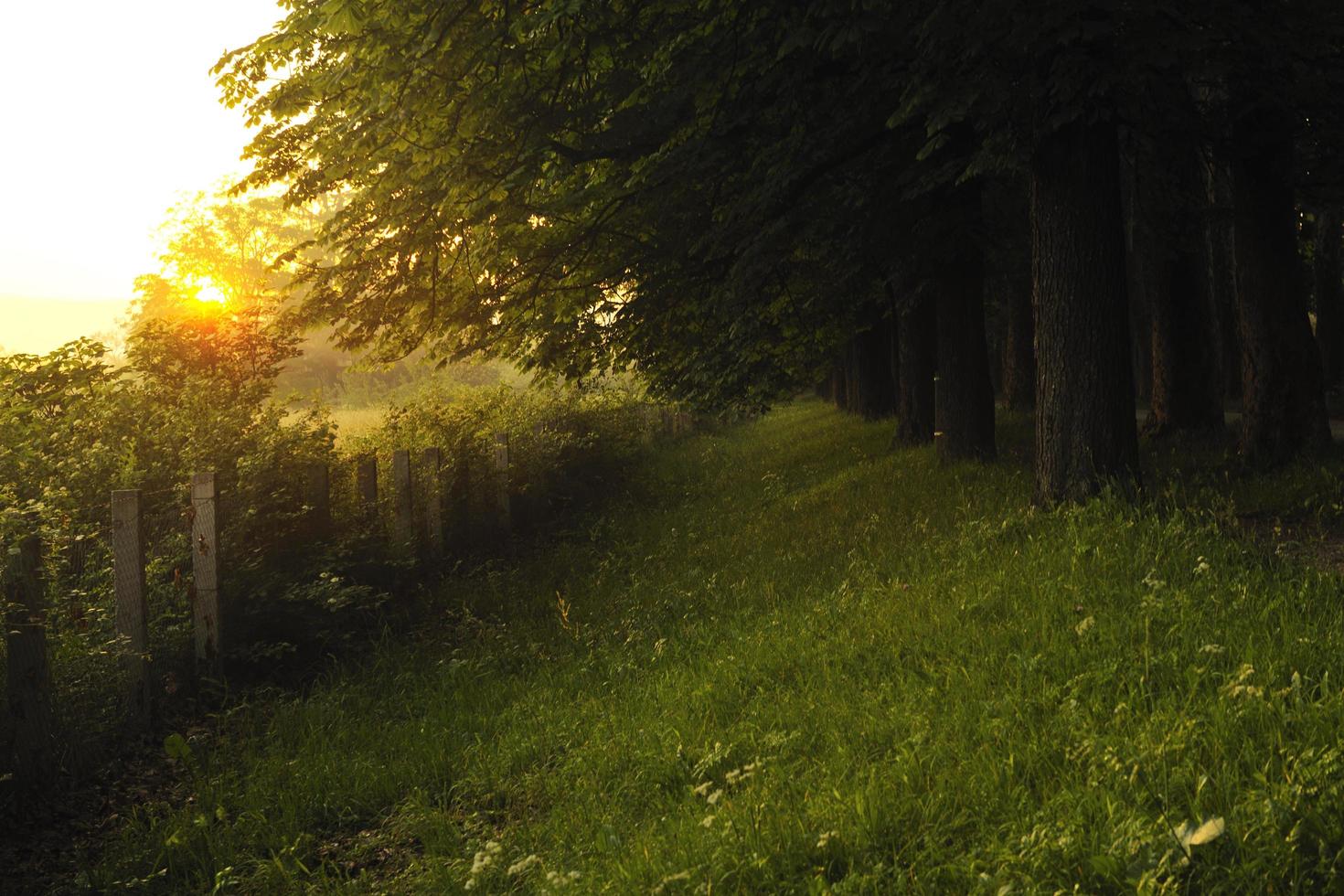 sunrise in beautiful alley photo