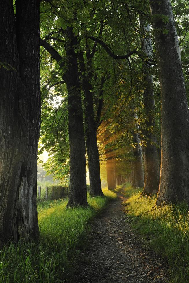 sunrise in beautiful alley photo