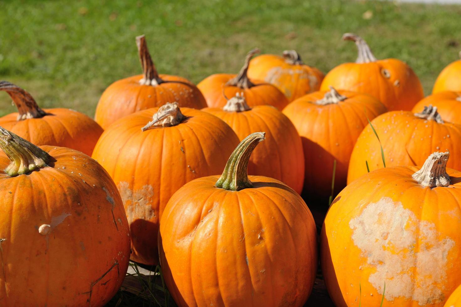 vista de fondo de calabazas foto