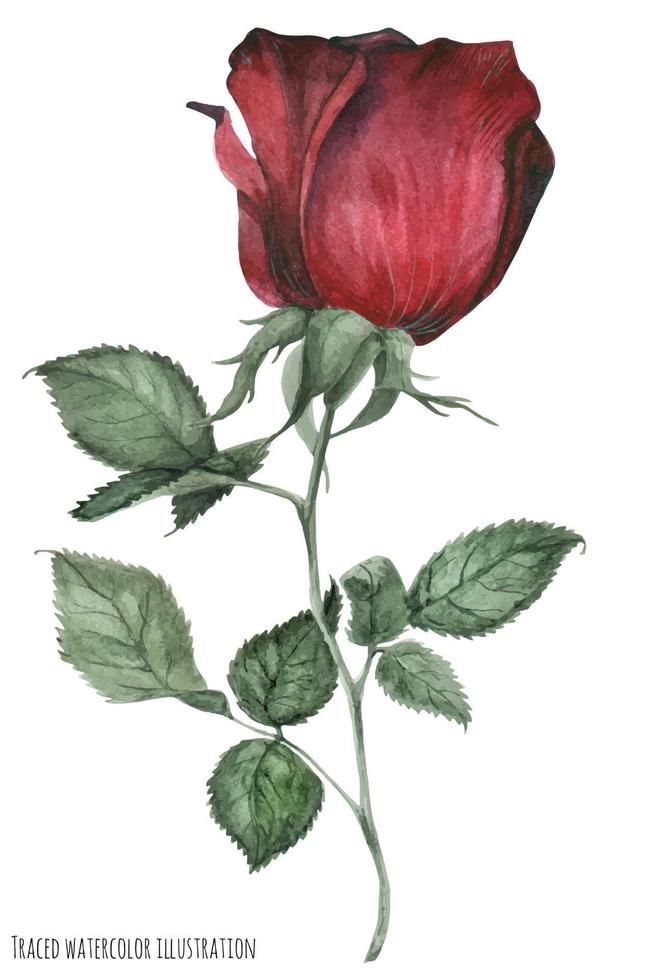 rosa roja ahumada vector