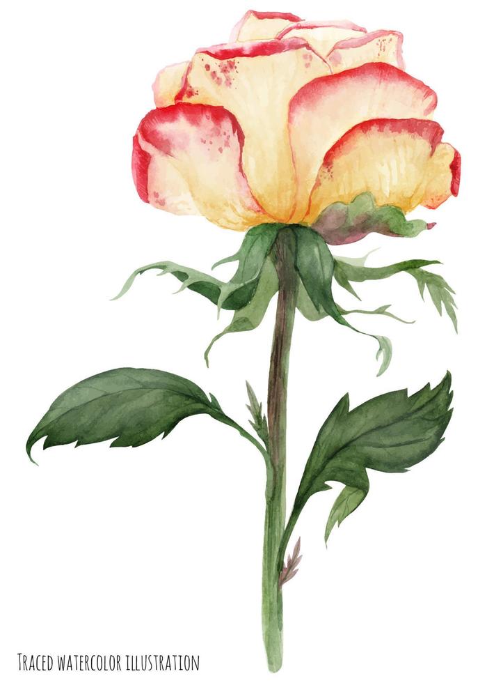 Multicolored Yellow Red Garden Rose 12768259 Vector Art at Vecteezy