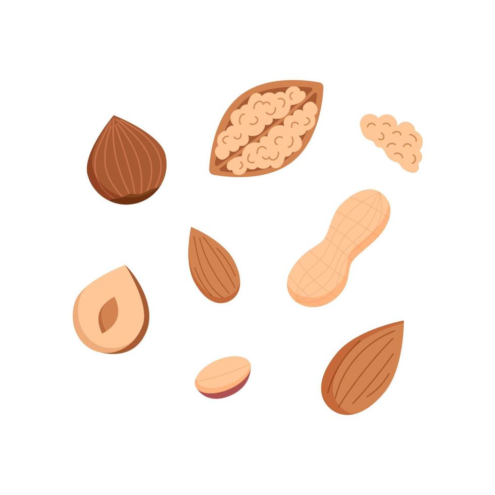 Nuts illustration set vector