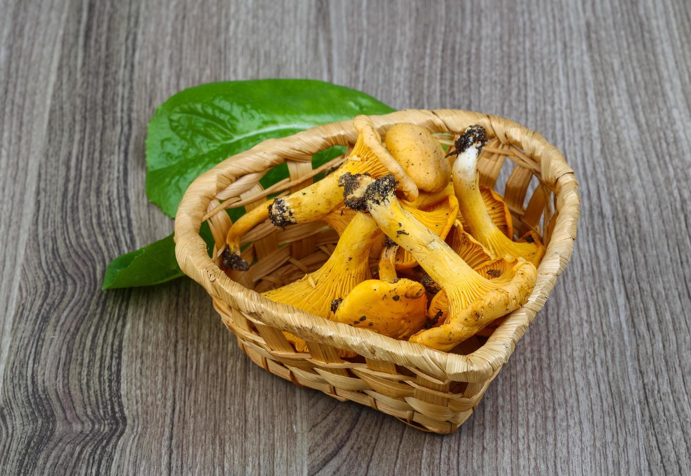 Chanterelle on wood photo