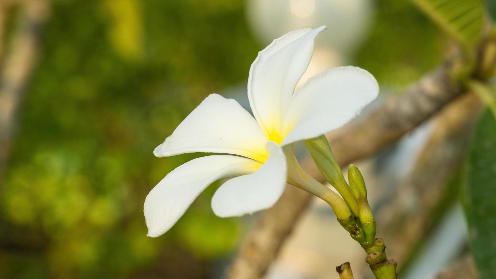 Plumeria flowers view photo