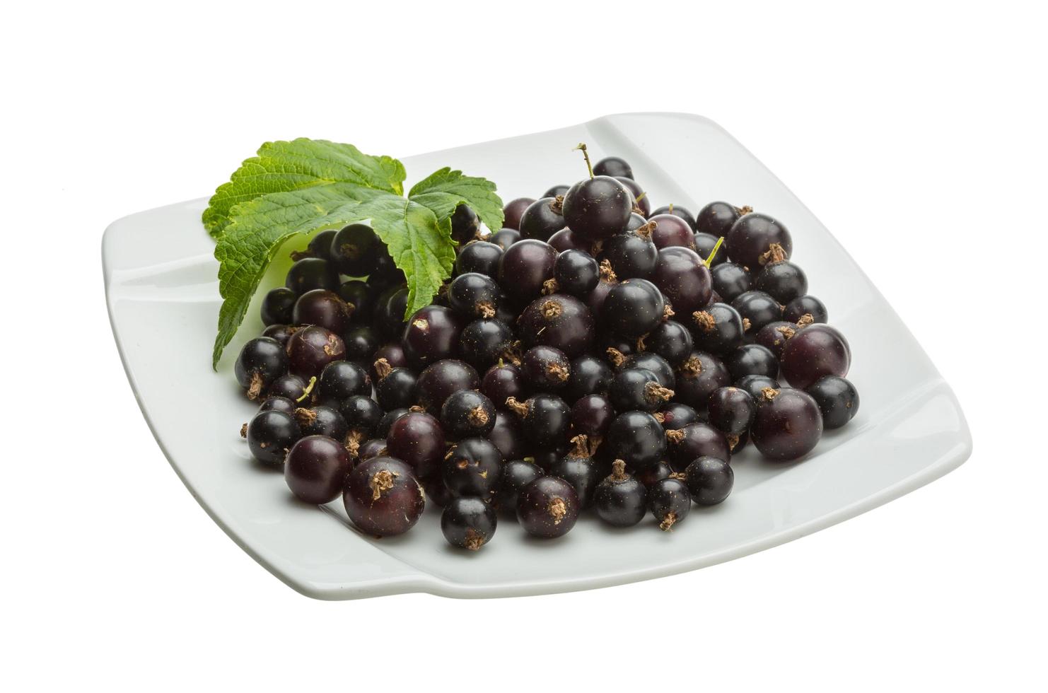 Black currant on white photo