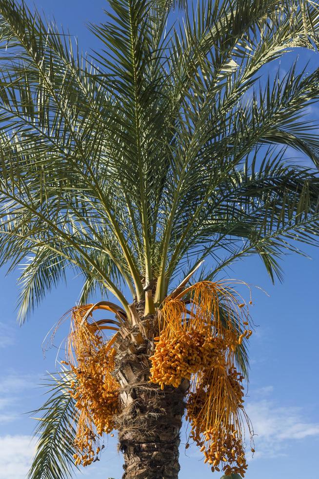 Date Palm view photo