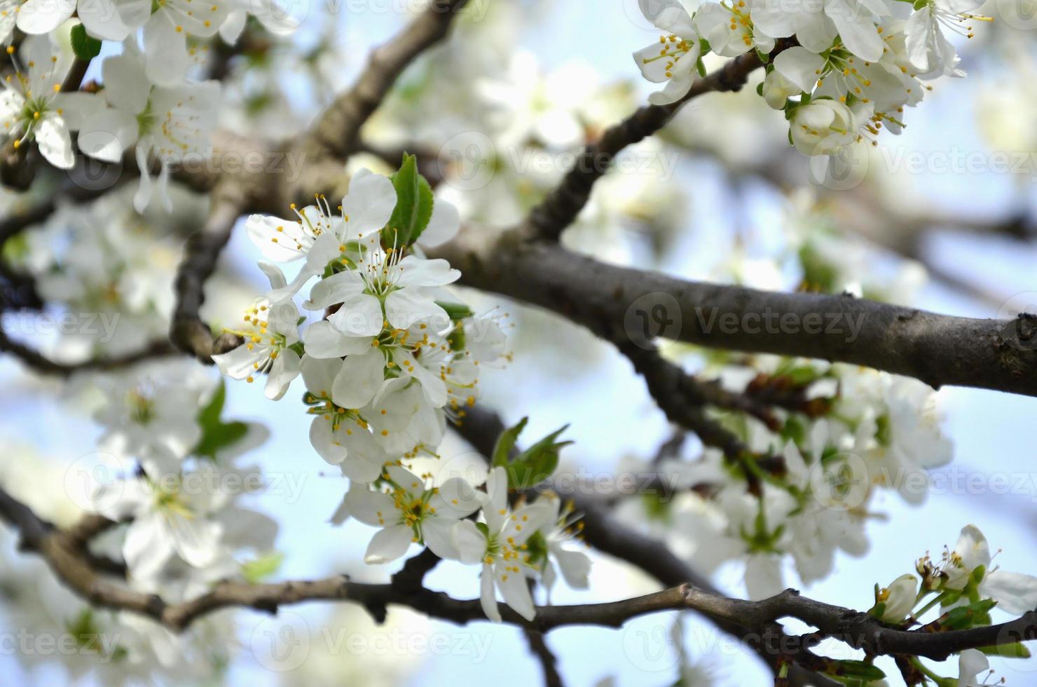 Flowering branch of apricot tree. Early flowering of trees in April photo