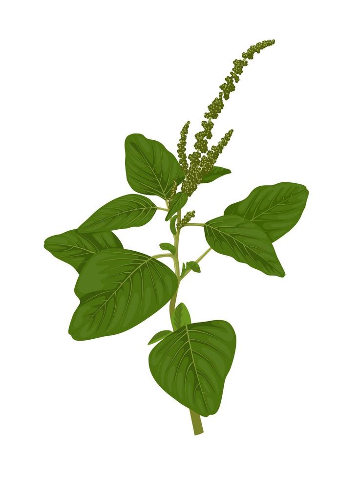 ilustración vectorial, amaranto verde, nombre científico amaranthus viridis, aislado en fondo blanco. vector