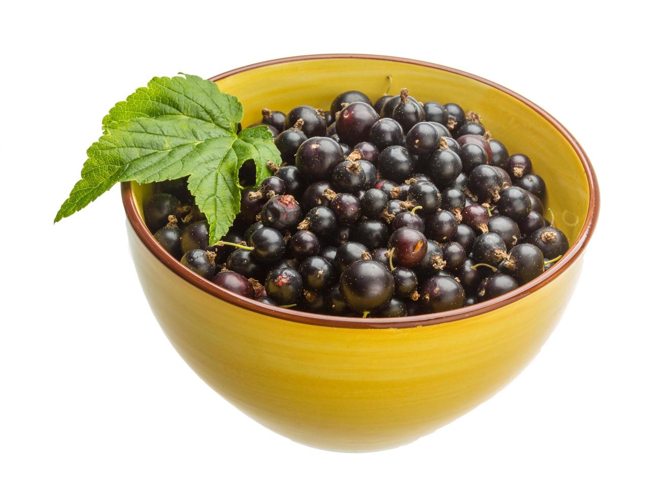 Black currant on white photo