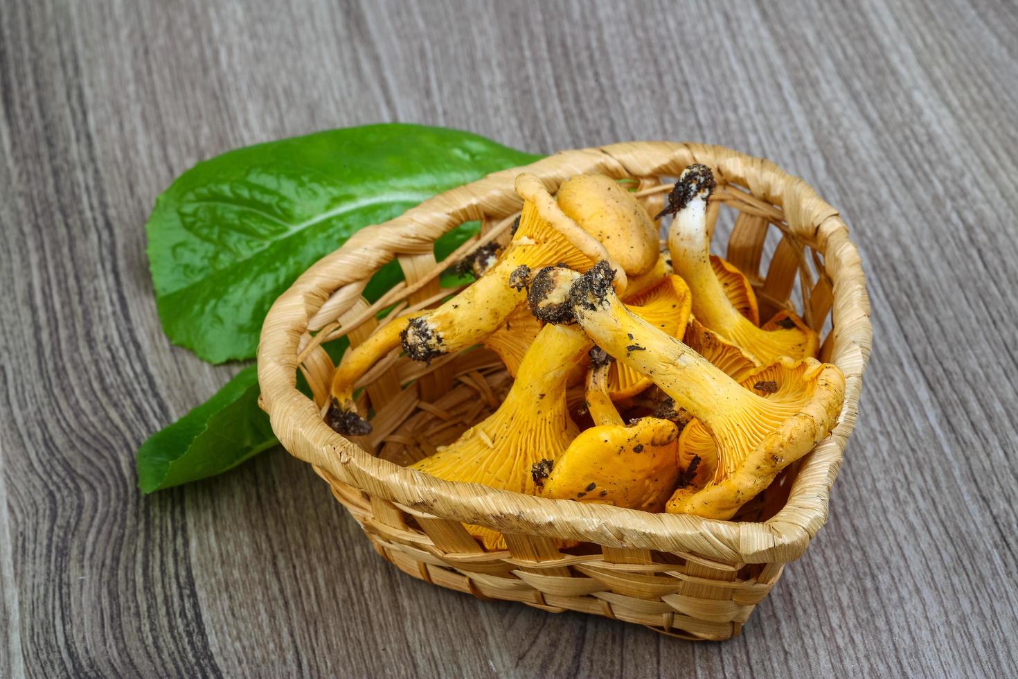 Chanterelle on wood photo