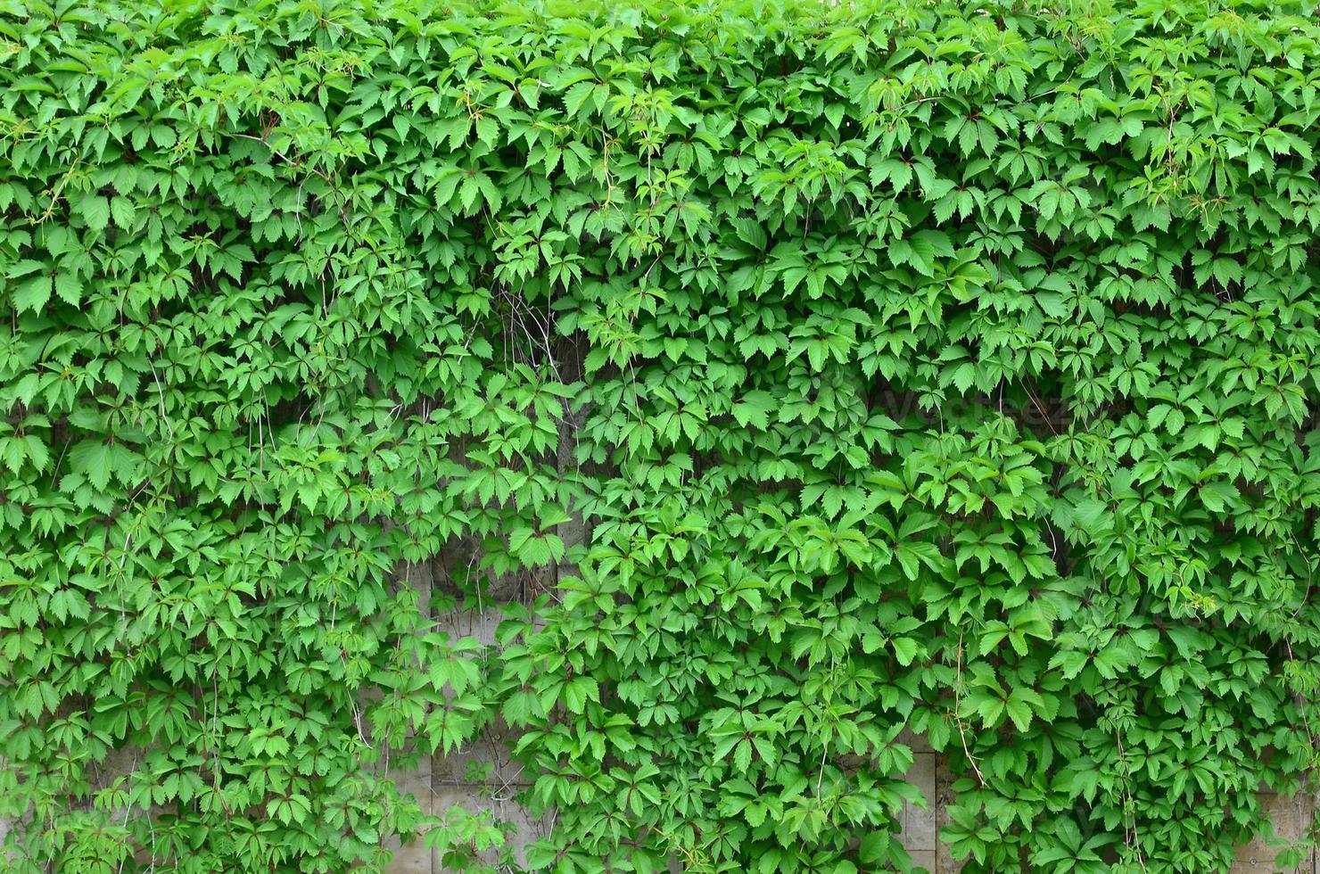 la hiedra verde crece a lo largo de la pared beige de azulejos pintados. textura de densos matorrales de hiedra silvestre foto