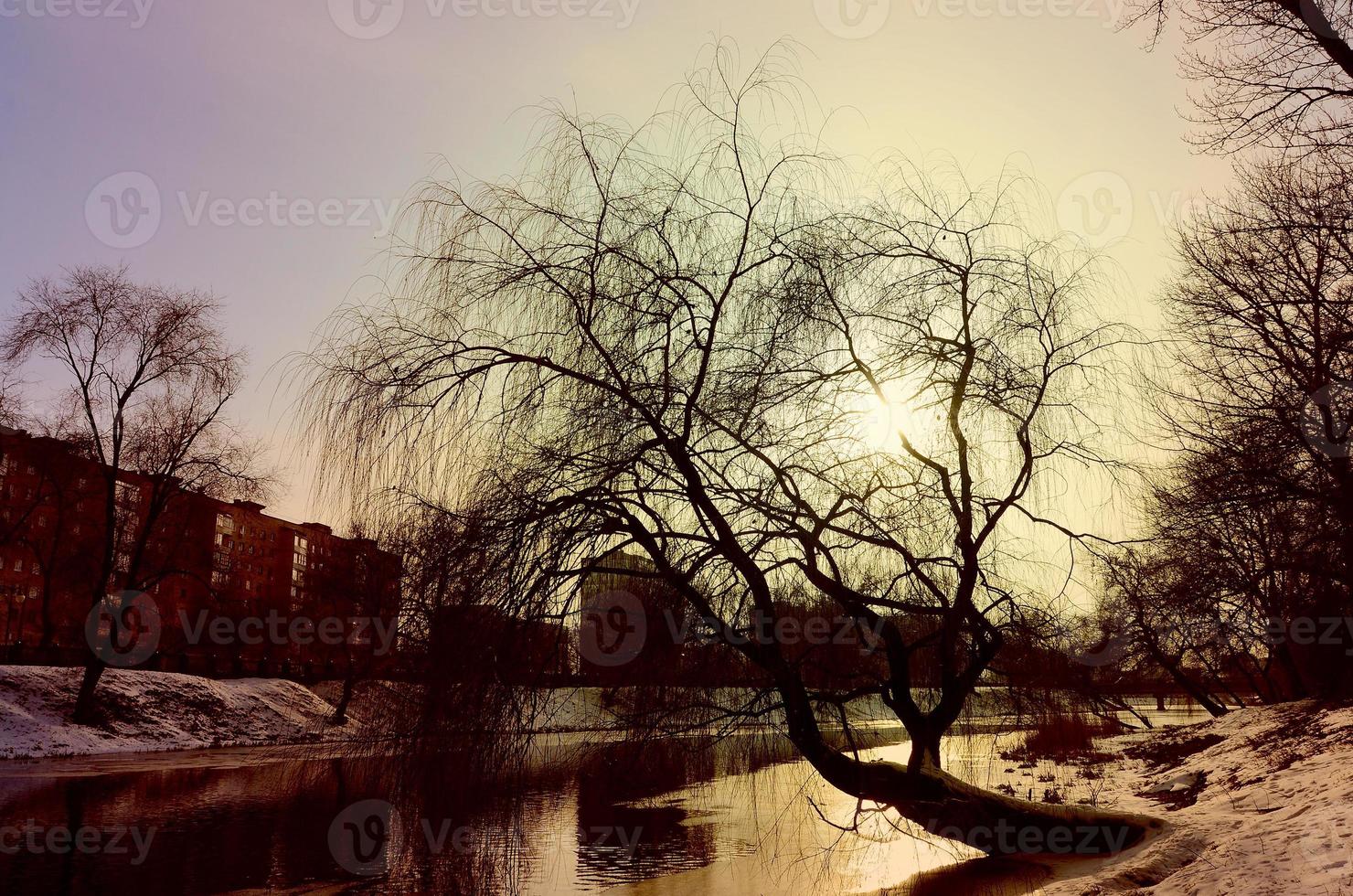 Winter landscape with a big tree by the river photo