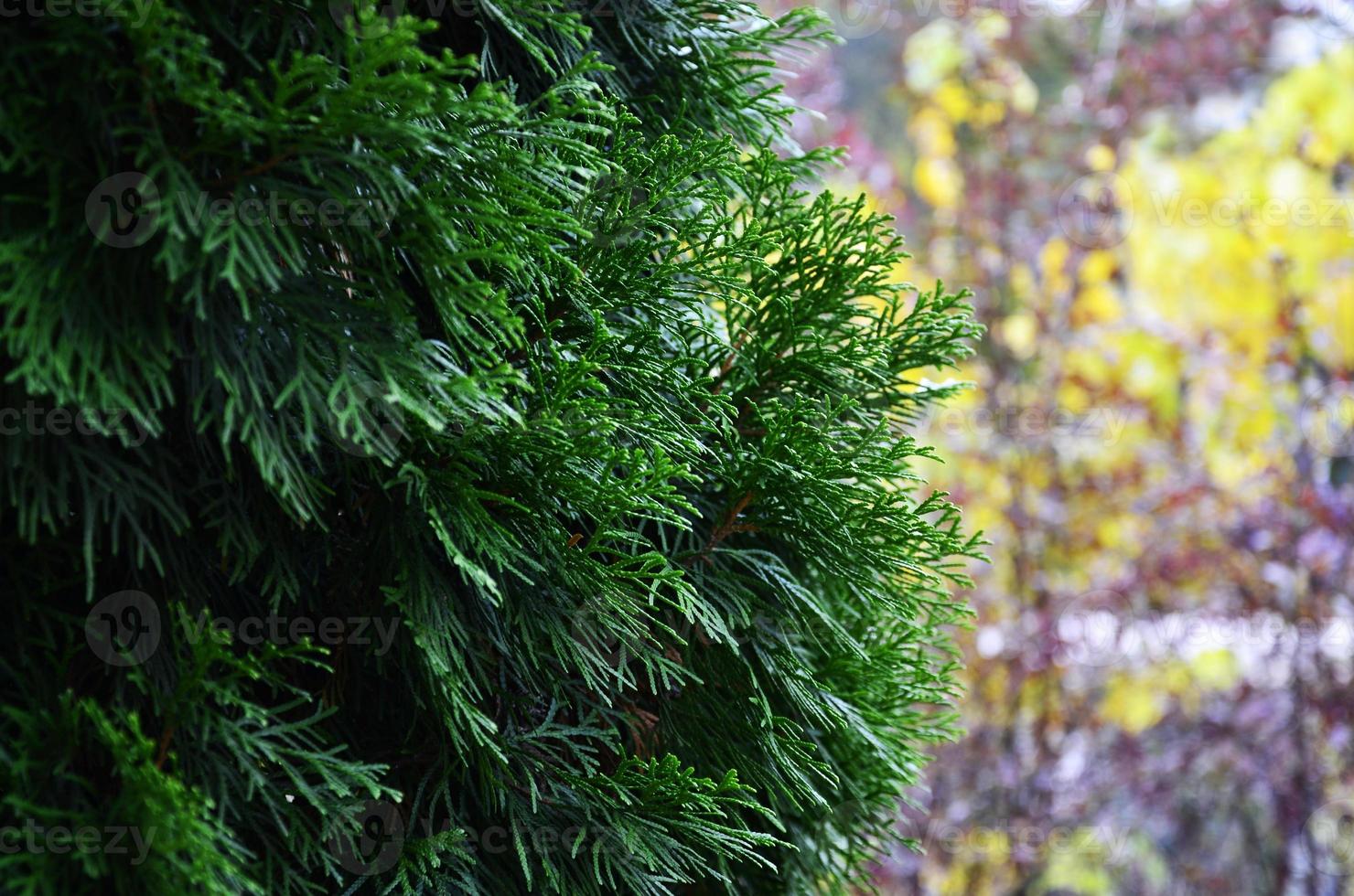 The branches of spruce photo