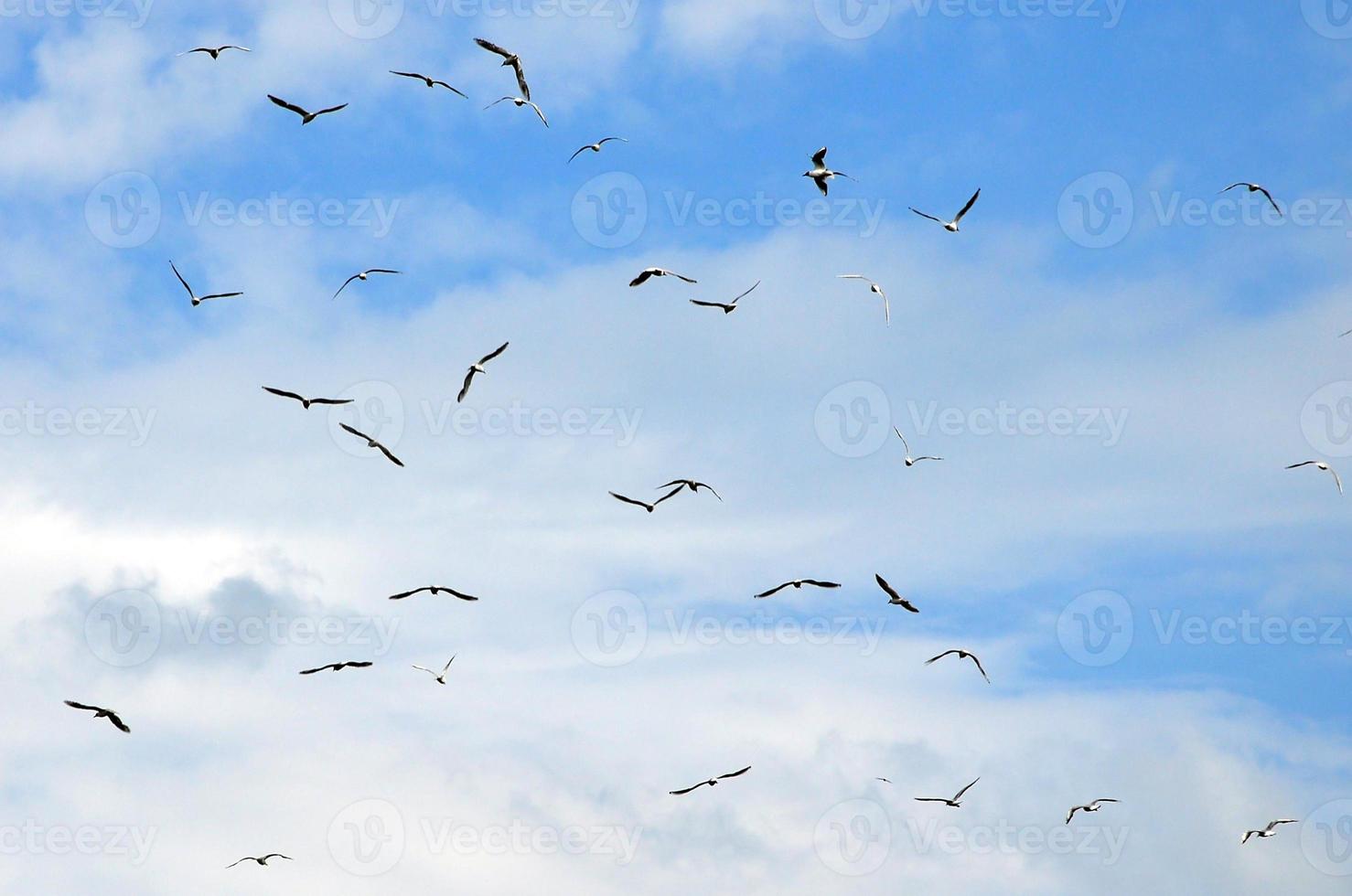 muchas gaviotas blancas vuelan en el cielo azul nublado foto