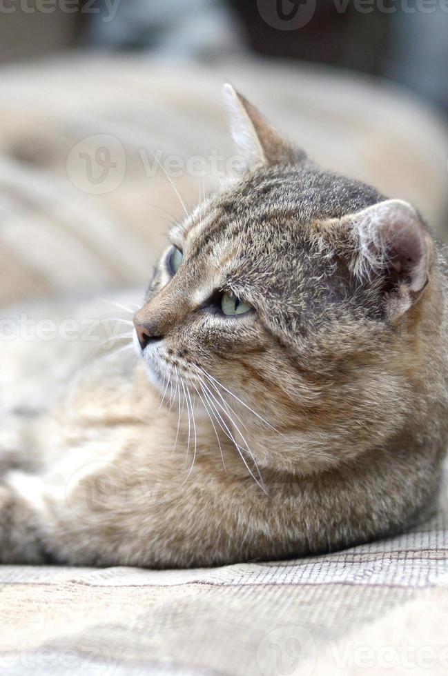 Close up of a sad and lazy tabby cat napping on the couch outdoors in evening photo