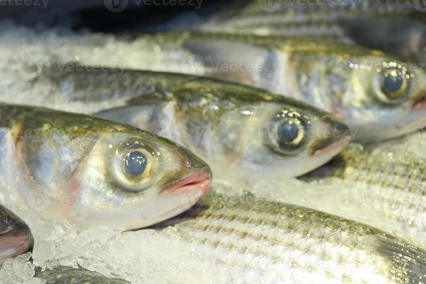 raw tuna fish on ice close up photo