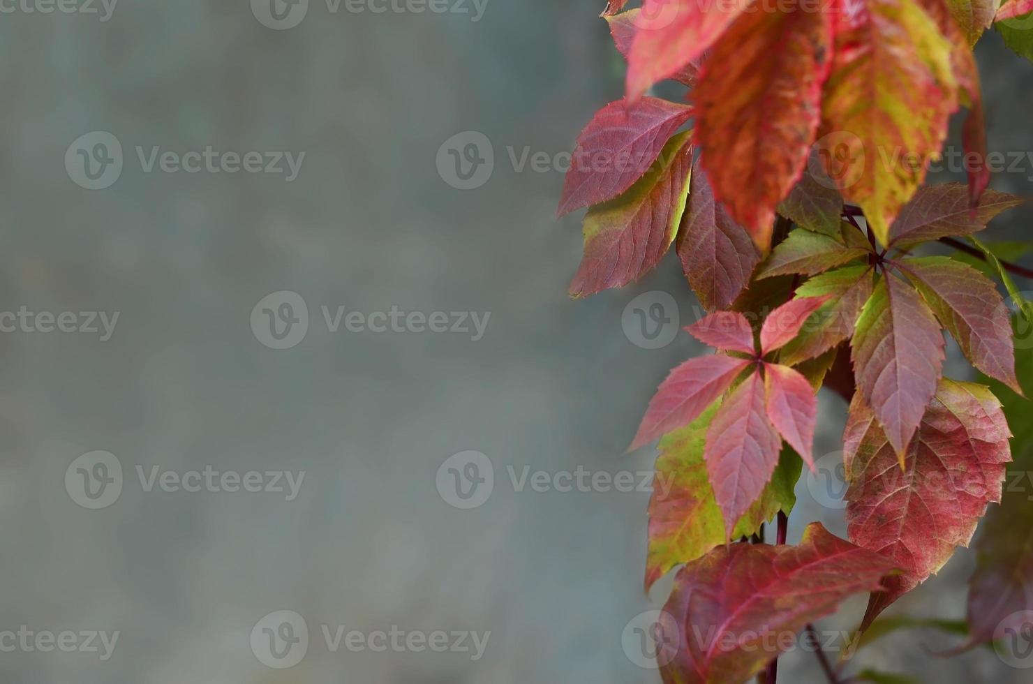Colored autumn leaves photo