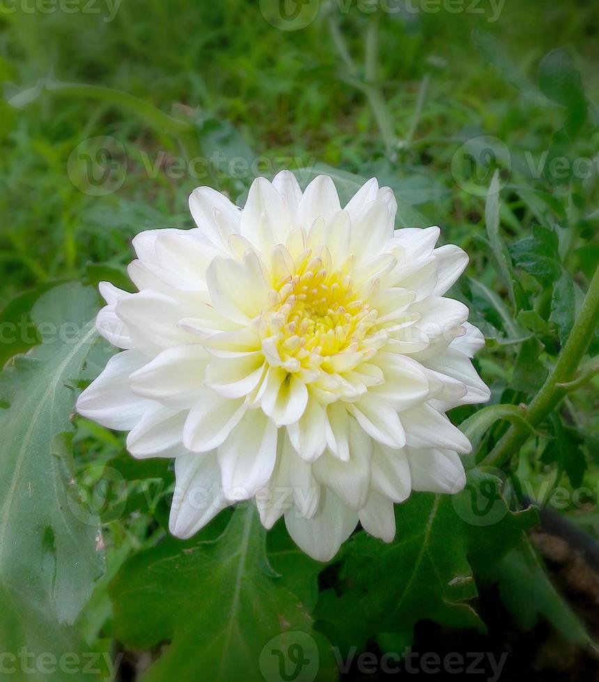 White chrysanthemum flower, close-up shot, abstract floral background. Chrysanthemum are herbaceous perennial plants or subshrubs. photo
