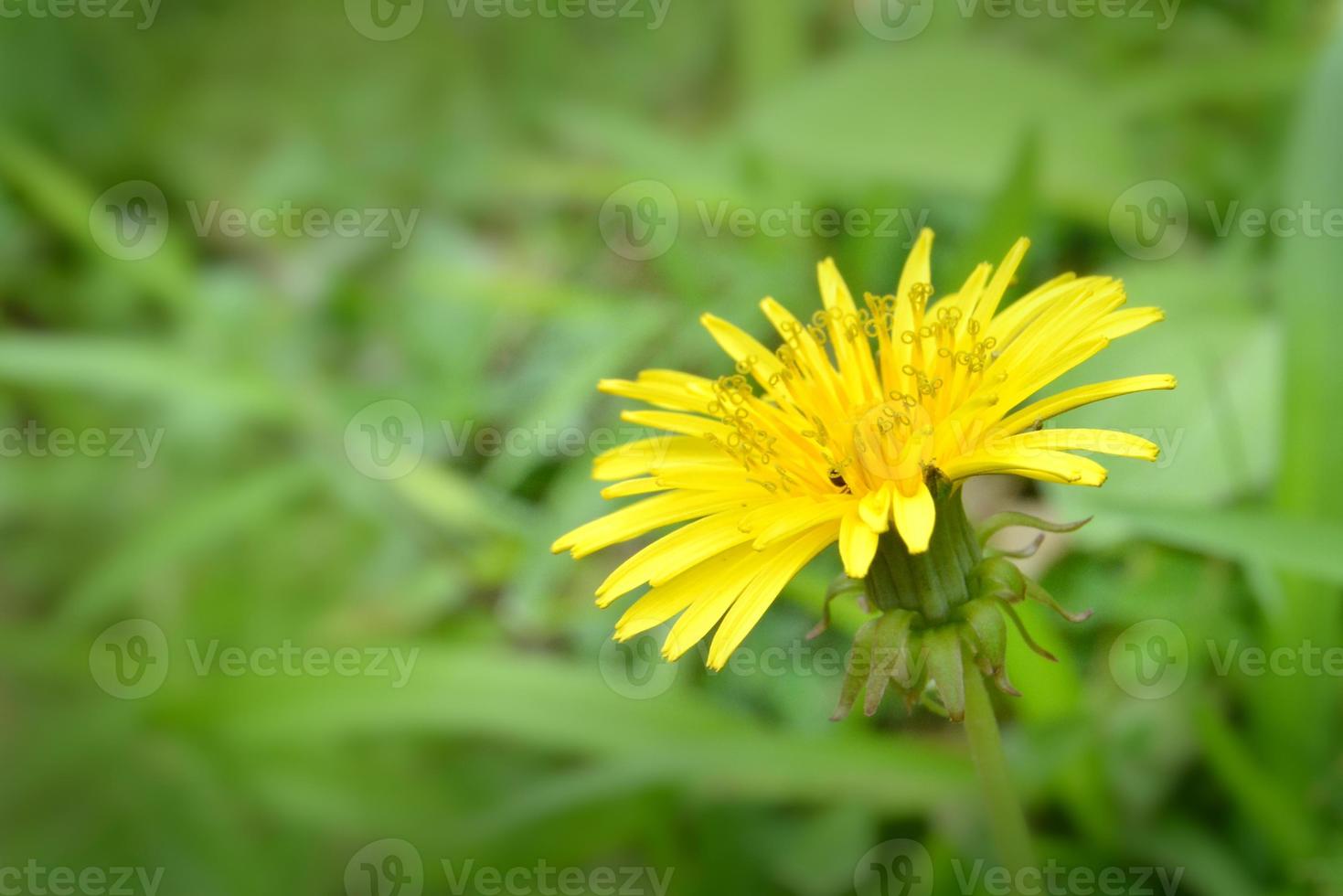 Yellow dandelion by the field. Summer flowers are yellow with green grass and white bokeh. photo