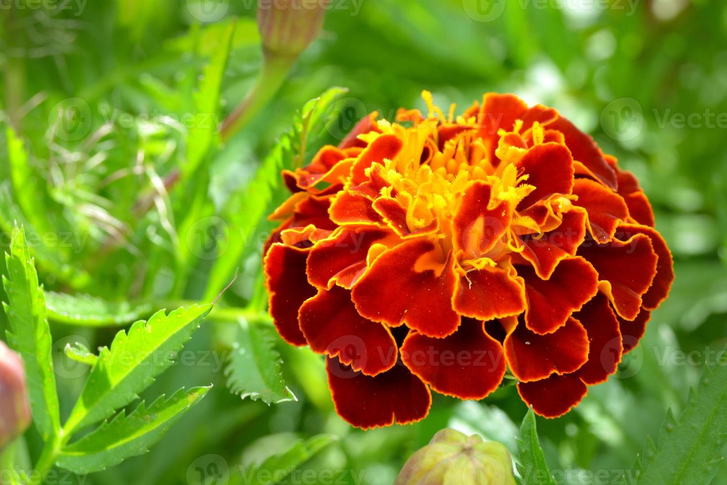 Marigold flower on green background selective focus. photo