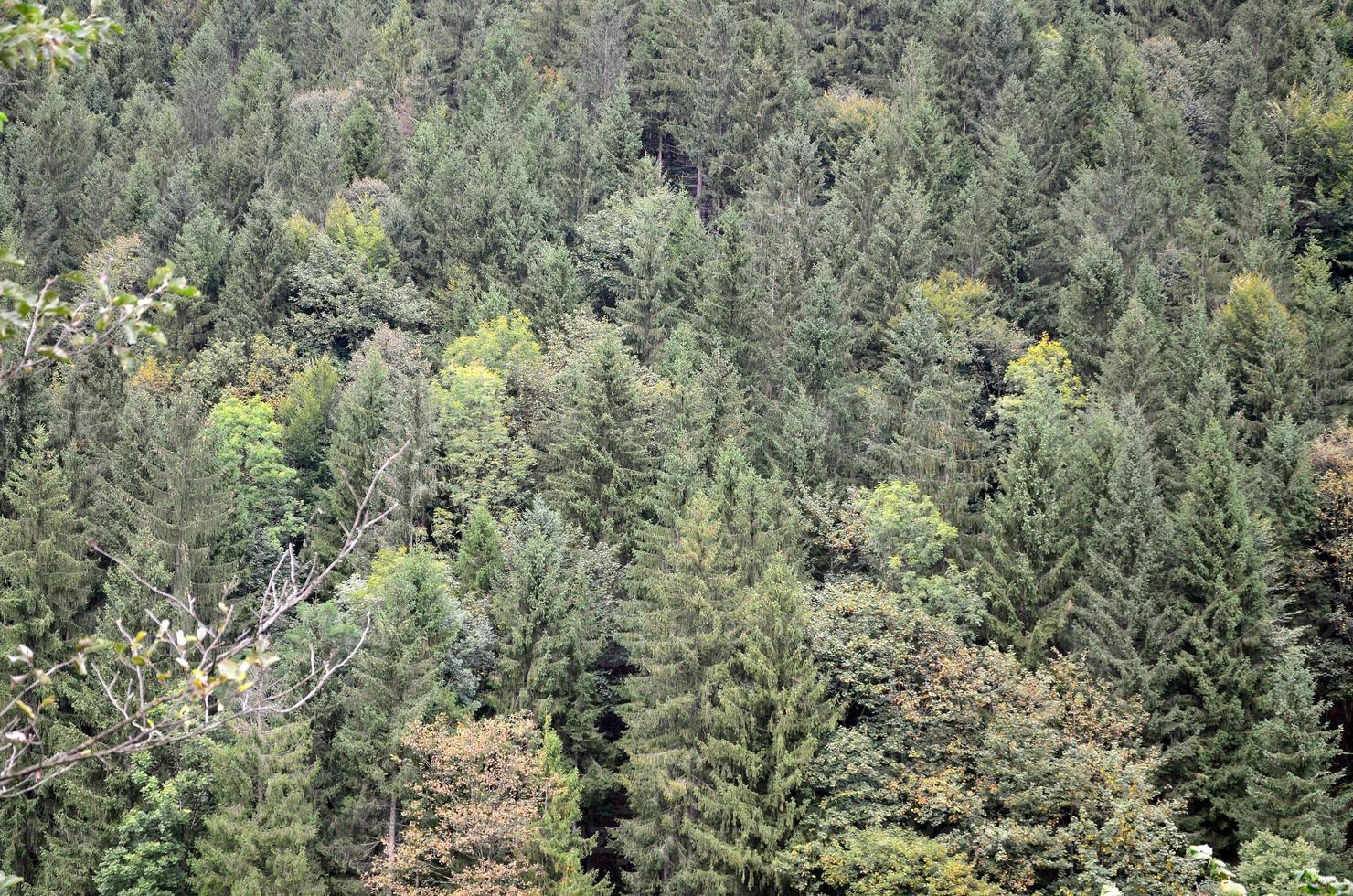 Set of coniferous trees close-up. Texture of forest vegetation photo
