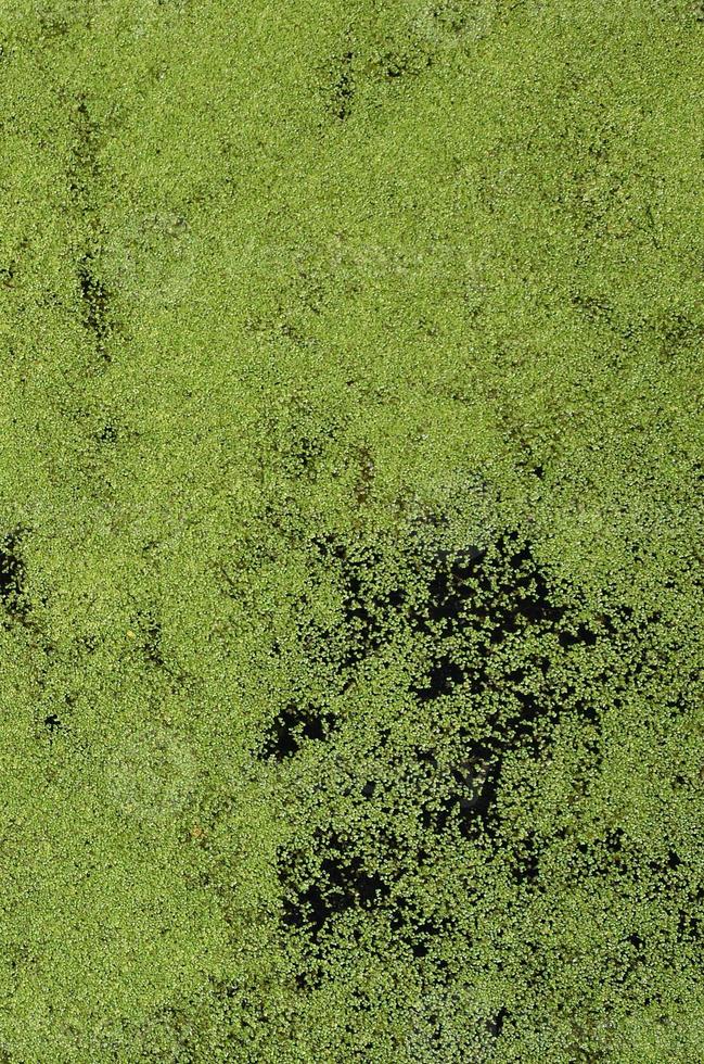 Texture of swamp water dotted with green duckweed and marsh vegetation photo