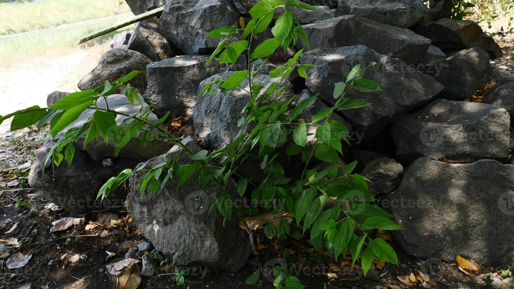 Background of plants growing among the rocks. Wild plants that can grow anywhere. Wild nature backgrounds photo