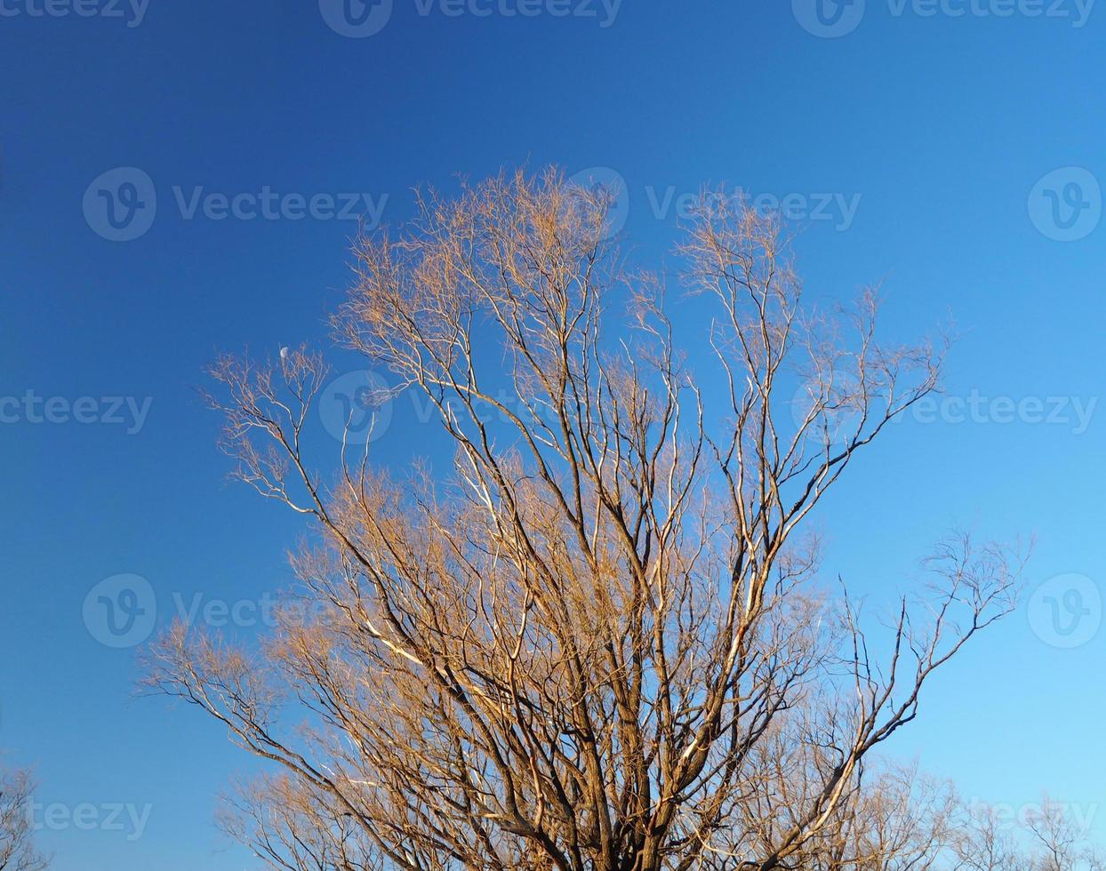 Dry tree stand in winter and clear blue sky photo