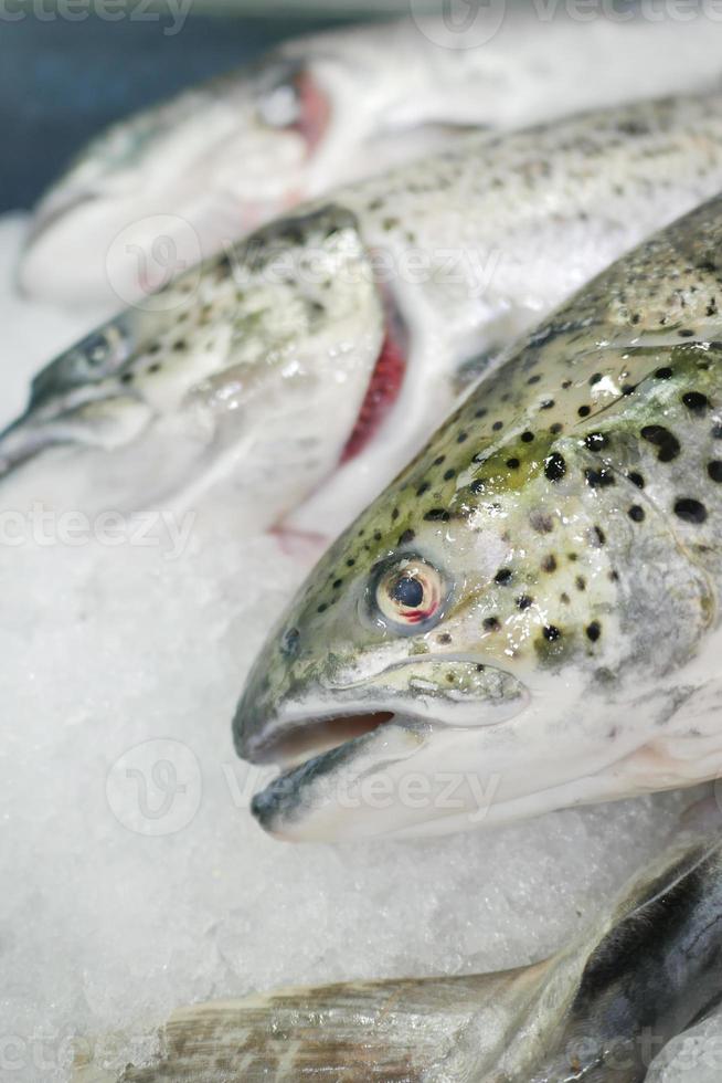 atún crudo sobre hielo de cerca foto