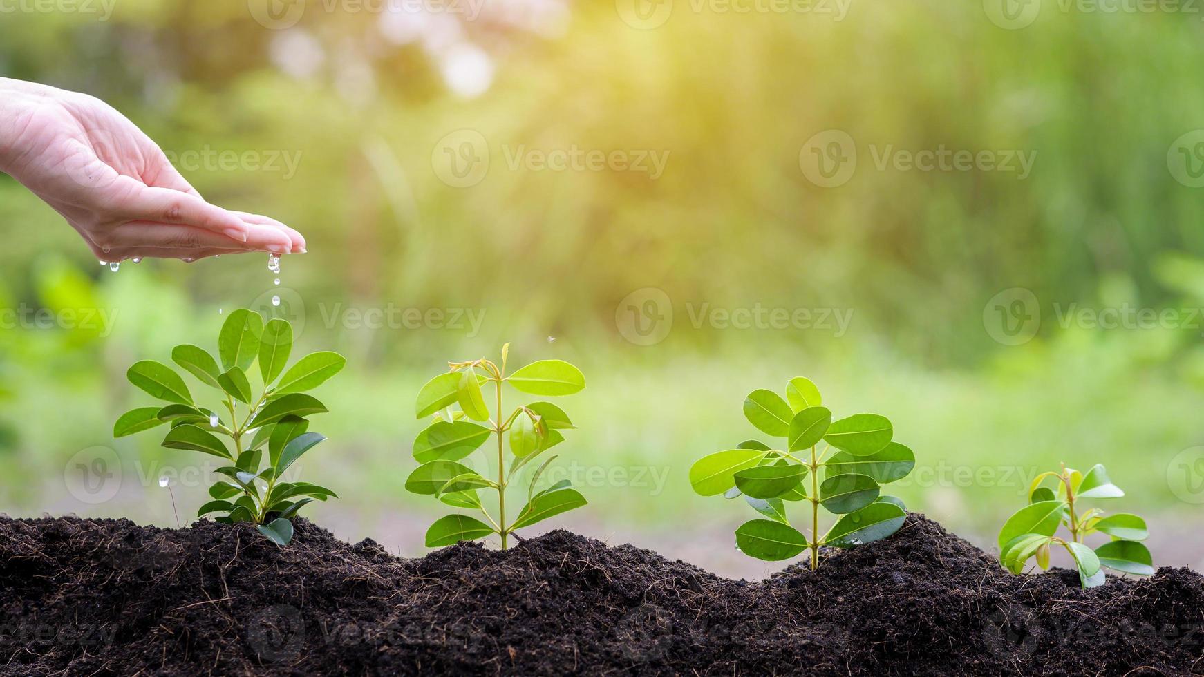 cerrar la mano con agua goteando en la planta en suelos fértiles, concepto de conservación ecológica foto