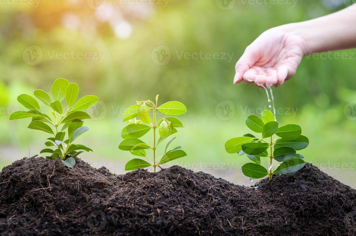 cerrar la mano con agua goteando en la planta en suelos fértiles, concepto de conservación ecológica foto