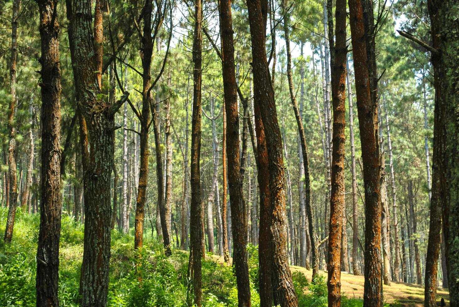 the natural scenery of the wood forest that is suitable as a background photo