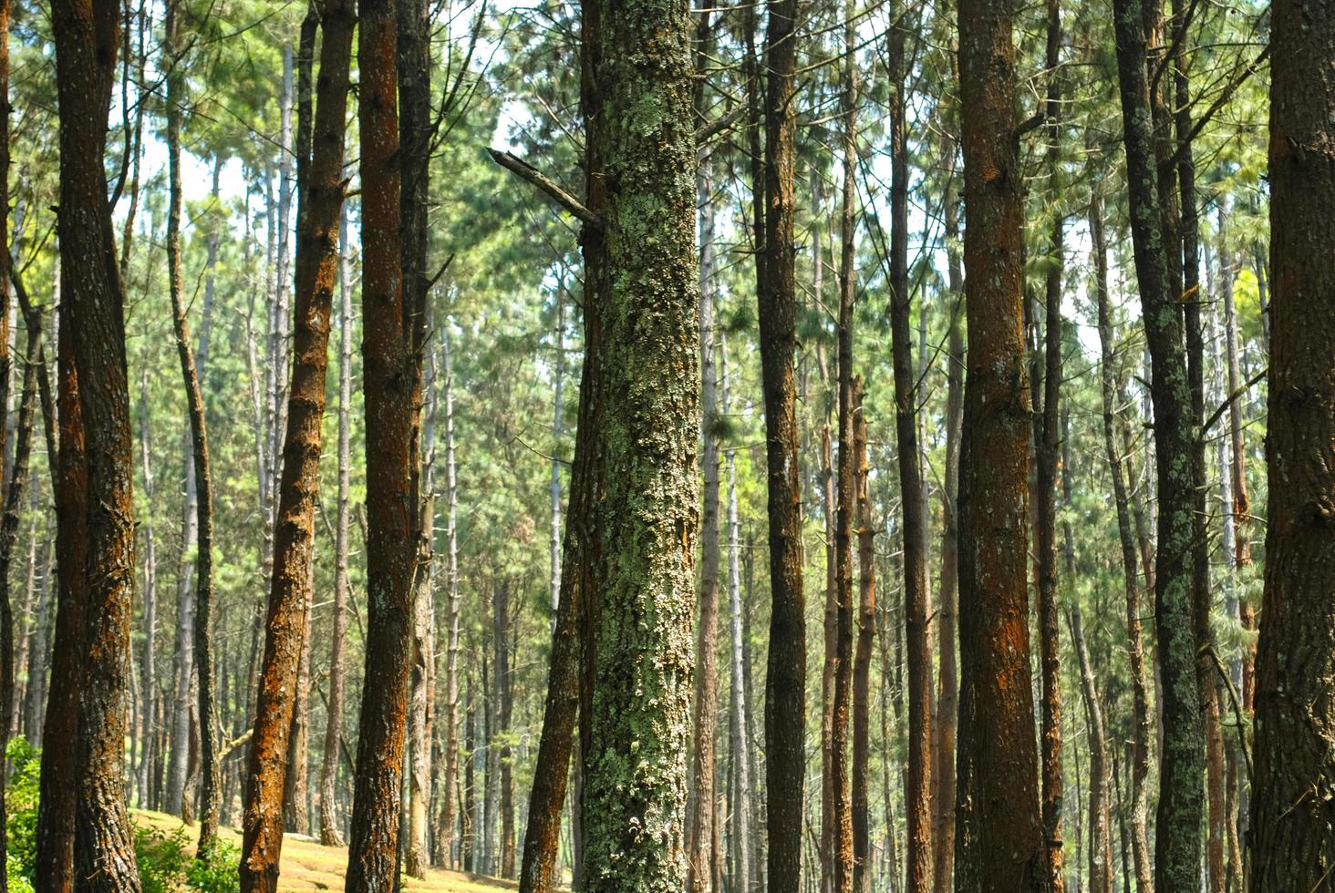 el paisaje natural del bosque de madera que es adecuado como fondo foto