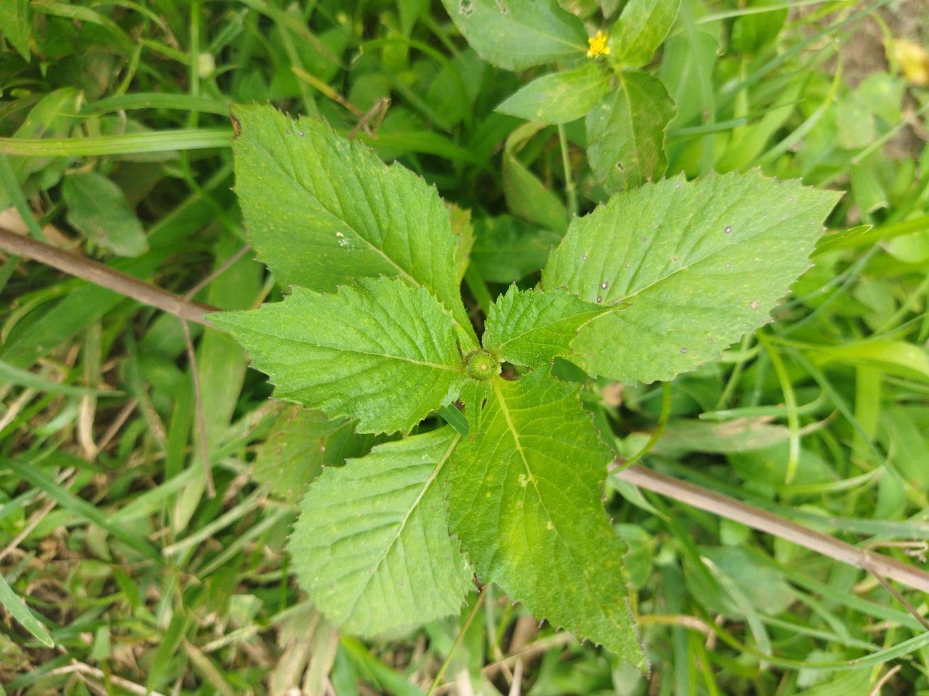 leaves on a bush photo