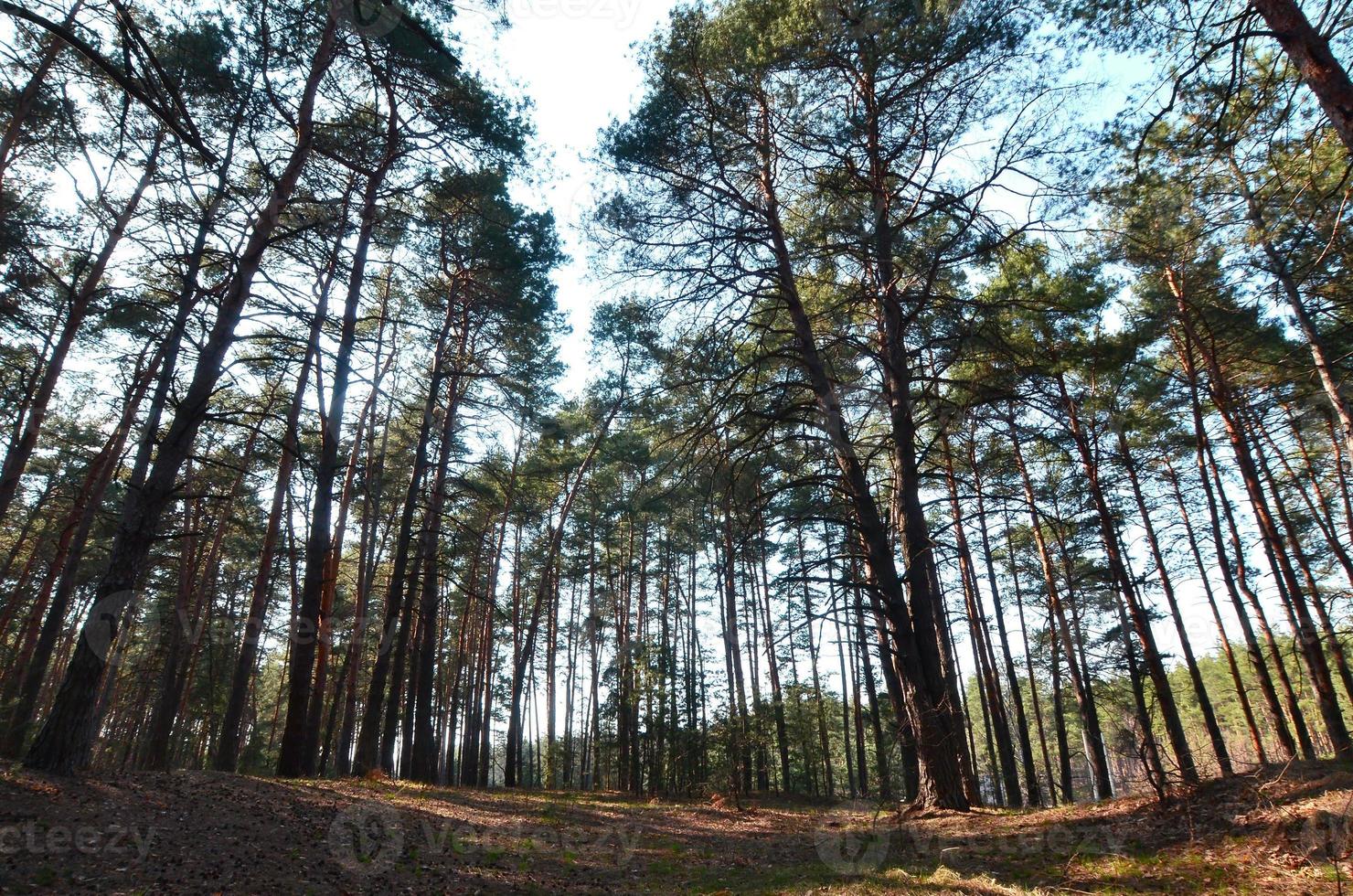 Spring sunny landscape in a pine forest in bright sunlight. Cozy forest space among the pines, dotted with fallen cones and coniferous needles photo