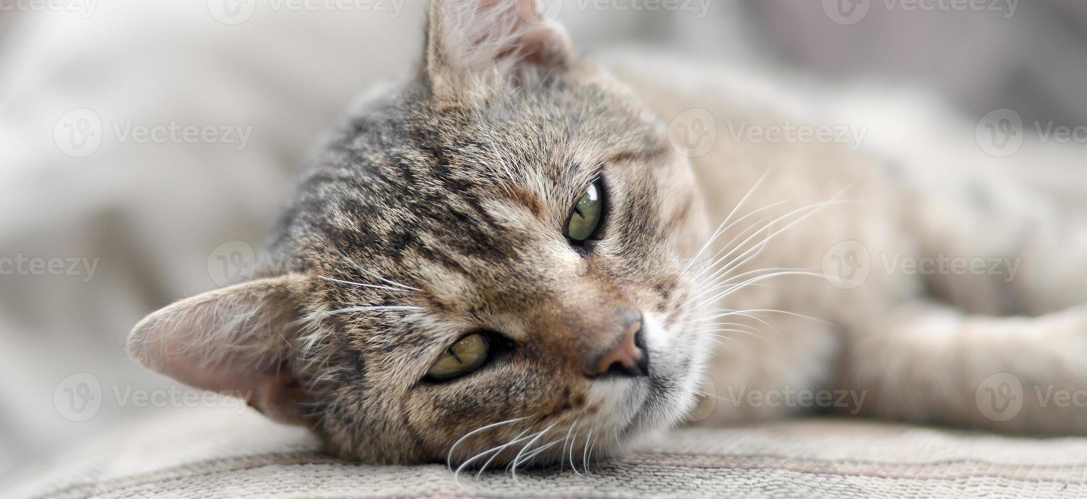 Close up of a sad and lazy tabby cat napping on the couch outdoors in evening photo