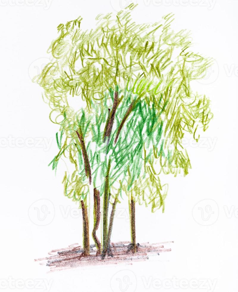 sketch of several trees in summer photo