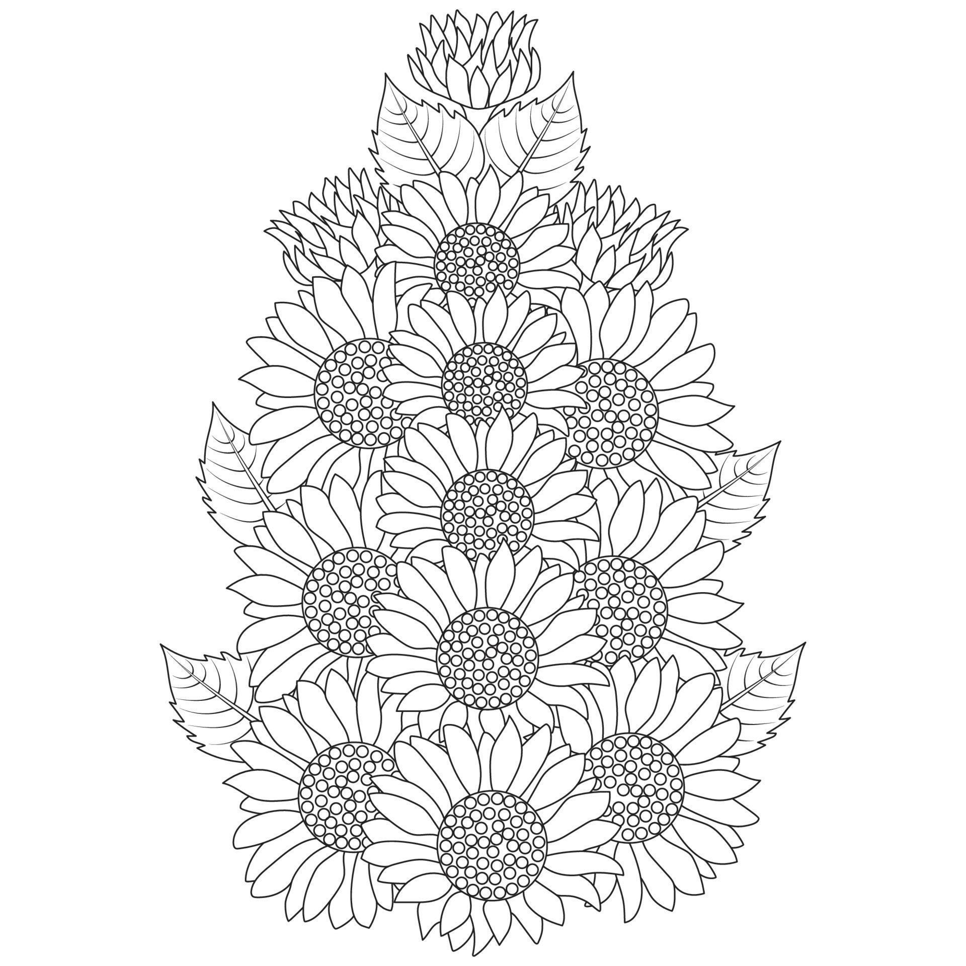 sunflower vector outline coloring page of blooming petal and leaves