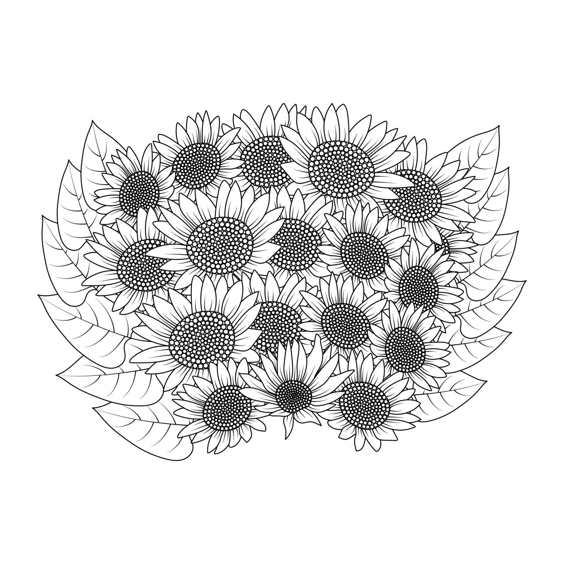 sunflower vector outline coloring page of blooming petal and leaves