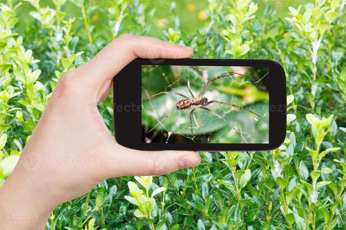 farmer photographs spider on cobweb on boxwood photo